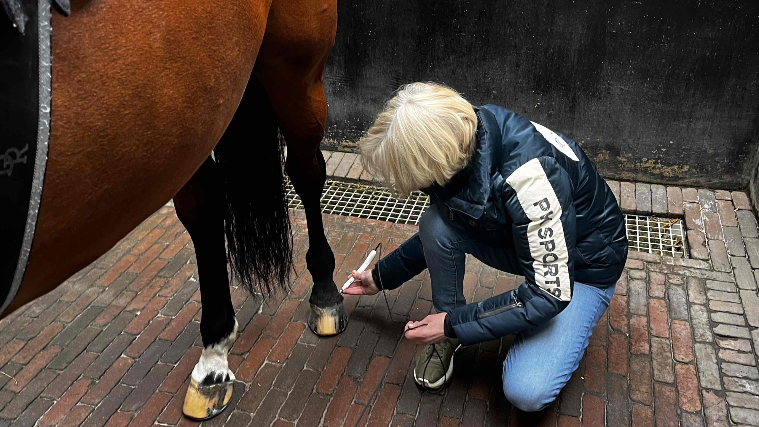 Aandoeningen, ziekten en behandelingen (Raymedy for Horses)